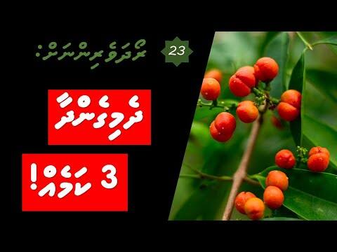 ރޯދަވެރިންނަށް 23: ދެމިގެންދާ 3 ކަމެއް!