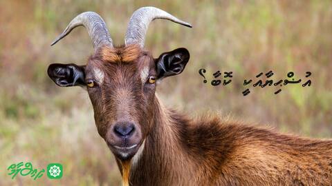 އުޟްޙިޔާއަކީ ކޮބާ؟