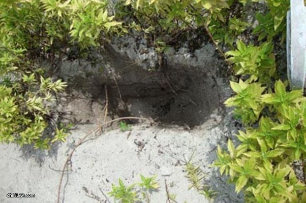 ވިލިމާލޭގައި މަހާނައެއް ކޮނެފައި ހުއްޓައި ފެނިއްޖެ