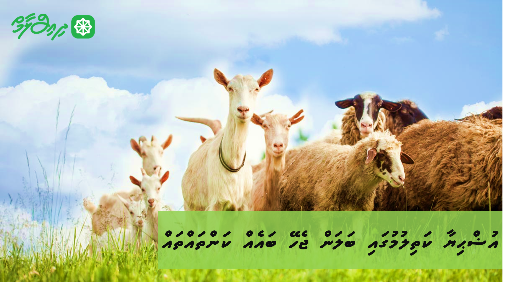 އުޟްޙިޔާ ކަތިލުމުގައި ބަލަން ޖެހޭ ބައެއް ކަންތައްތައް